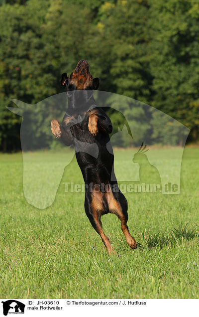 Rottweiler R�de / male Rottweiler / JH-03610