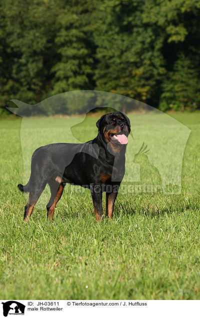 Rottweiler R�de / male Rottweiler / JH-03611
