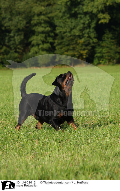 Rottweiler R�de / male Rottweiler / JH-03612