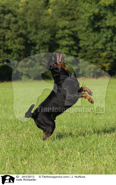 Rottweiler R�de / male Rottweiler / JH-03613