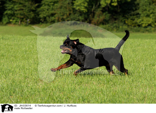 Rottweiler R�de / male Rottweiler / JH-03614
