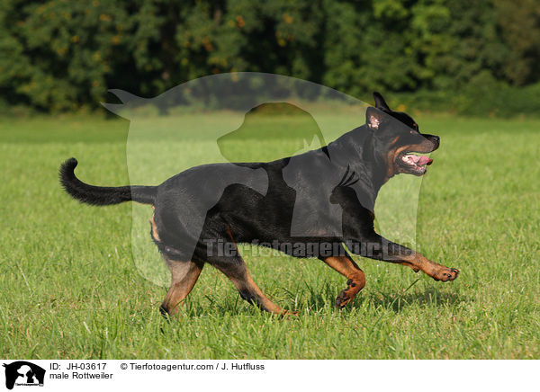 Rottweiler R�de / male Rottweiler / JH-03617