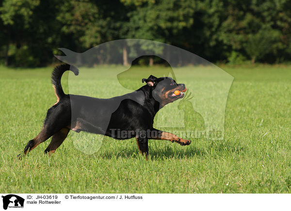 Rottweiler R�de / male Rottweiler / JH-03619