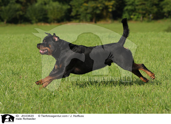 Rottweiler R�de / male Rottweiler / JH-03620