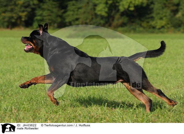 Rottweiler R�de / male Rottweiler / JH-03622