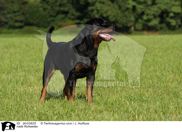 Rottweiler R�de / male Rottweiler / JH-03625