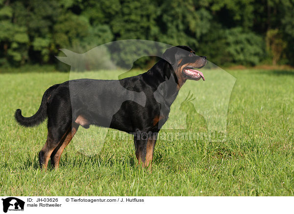 Rottweiler R�de / male Rottweiler / JH-03626
