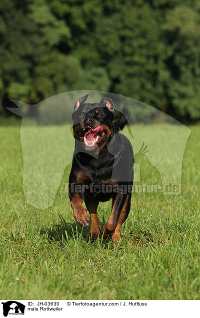Rottweiler R�de / male Rottweiler / JH-03630