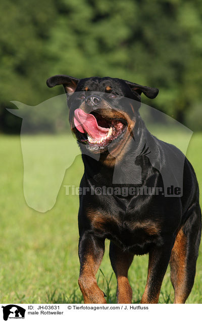 Rottweiler R�de / male Rottweiler / JH-03631