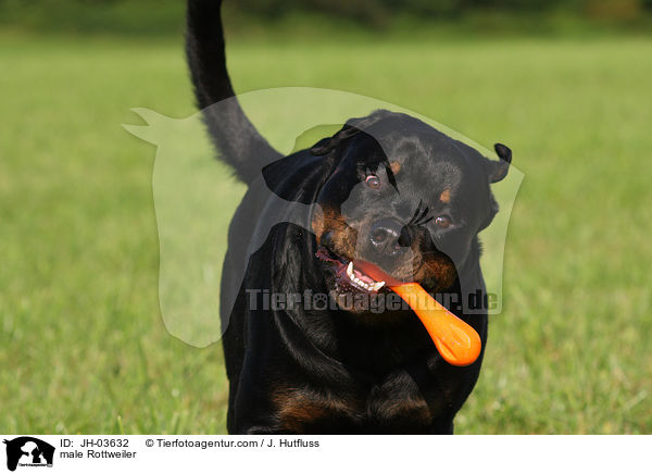 Rottweiler Rde / male Rottweiler / JH-03632