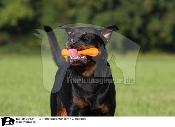 Rottweiler R�de / male Rottweiler / JH-03634