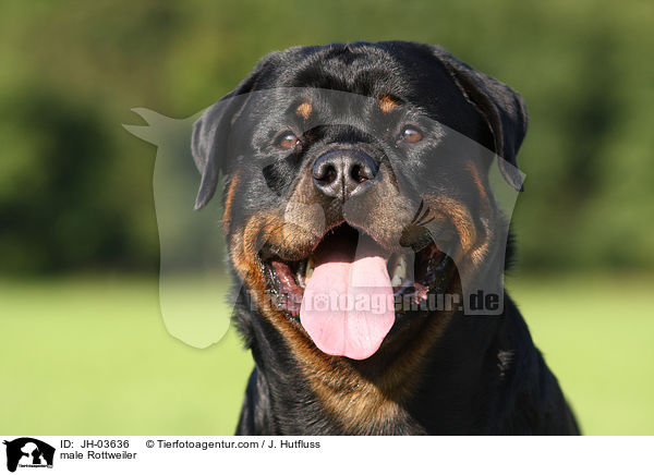 Rottweiler R�de / male Rottweiler / JH-03636