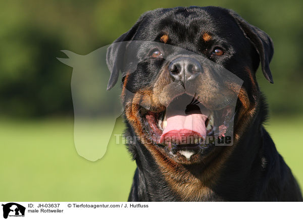 Rottweiler R�de / male Rottweiler / JH-03637