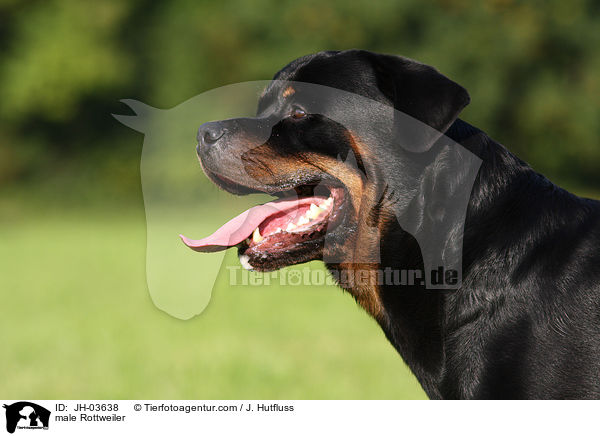 Rottweiler R�de / male Rottweiler / JH-03638