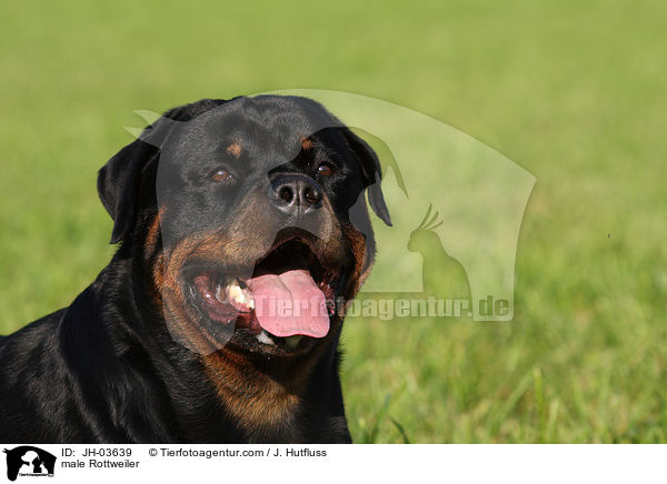 Rottweiler R�de / male Rottweiler / JH-03639