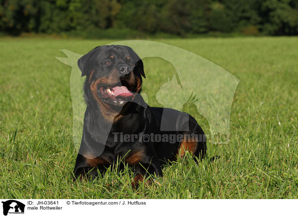 Rottweiler R�de / male Rottweiler / JH-03641