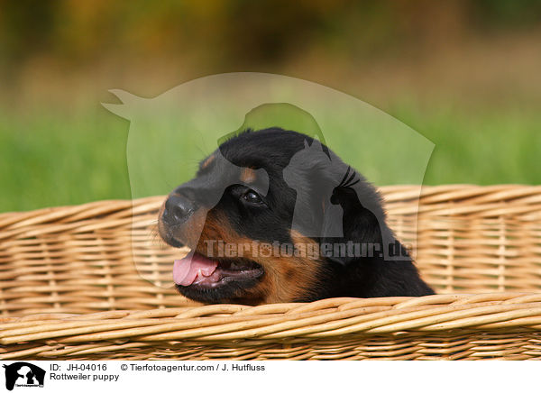 Rottweiler Welpe / Rottweiler puppy / JH-04016