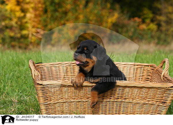 Rottweiler Welpe / Rottweiler puppy / JH-04017