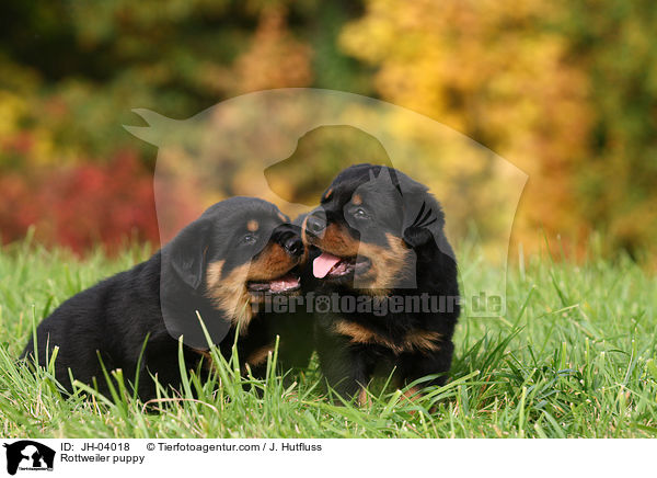 Rottweiler Welpe / Rottweiler puppy / JH-04018