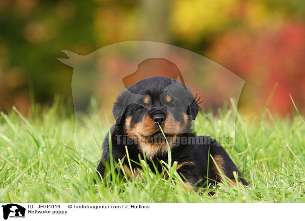 Rottweiler Welpe / Rottweiler puppy / JH-04019