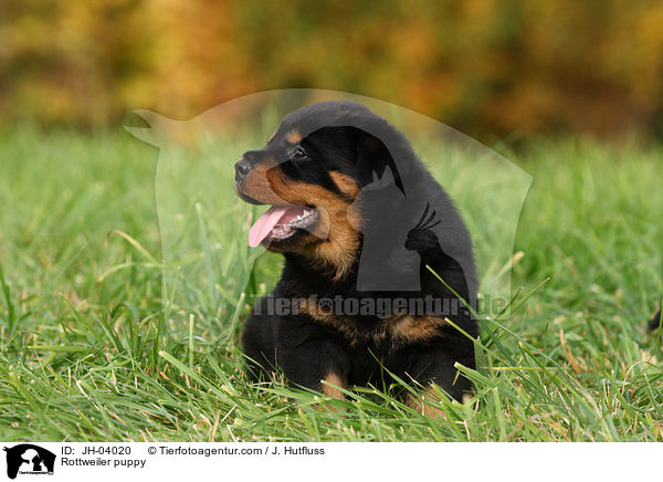 Rottweiler Welpe / Rottweiler puppy / JH-04020
