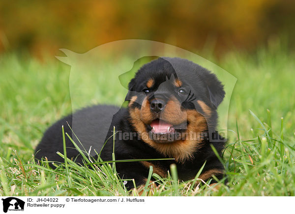 Rottweiler Welpe / Rottweiler puppy / JH-04022