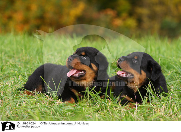 Rottweiler Welpe / Rottweiler puppy / JH-04024