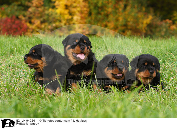 Rottweiler Welpe / Rottweiler puppy / JH-04026