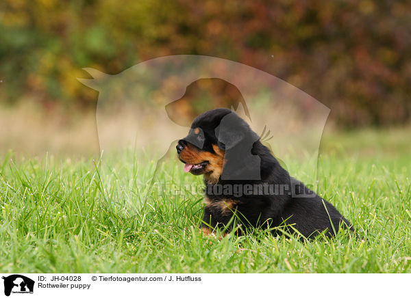Rottweiler Welpe / Rottweiler puppy / JH-04028