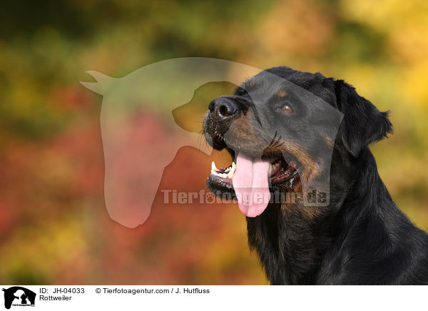 Rottweiler Hndin / Rottweiler / JH-04033