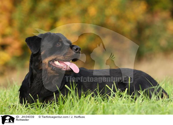 Rottweiler Hndin / Rottweiler / JH-04039