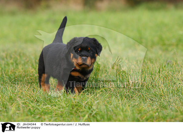 Rottweiler Welpe / Rottweiler puppy / JH-04044
