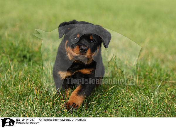 Rottweiler Welpe / Rottweiler puppy / JH-04047