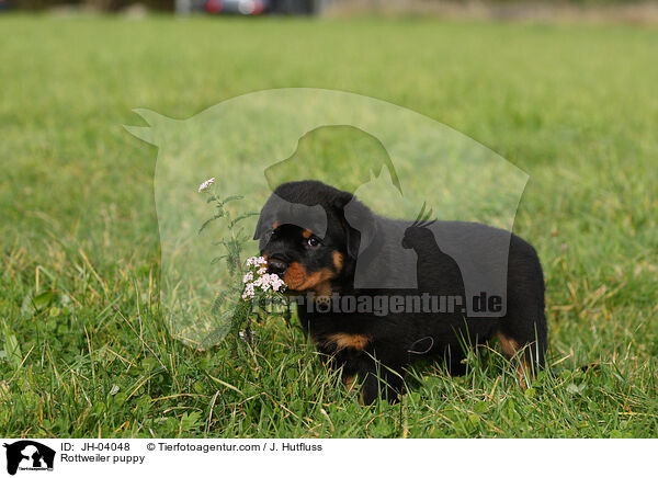 Rottweiler Welpe / Rottweiler puppy / JH-04048