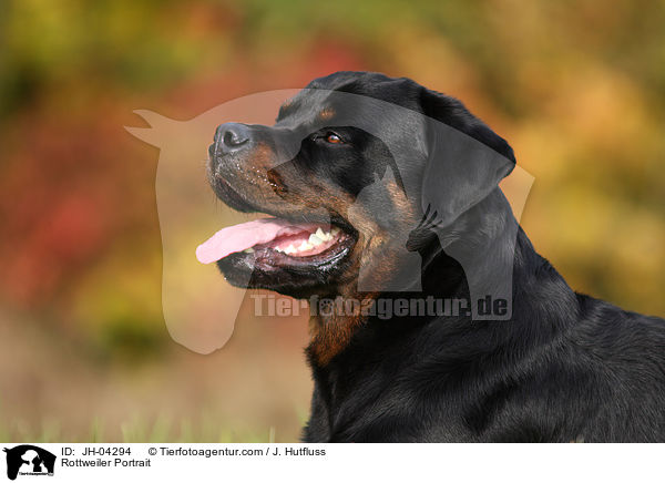 Rottweiler Portrait / Rottweiler Portrait / JH-04294
