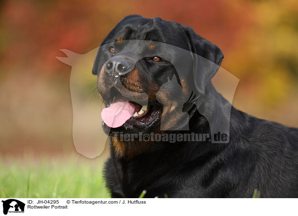 Rottweiler Portrait / Rottweiler Portrait / JH-04295