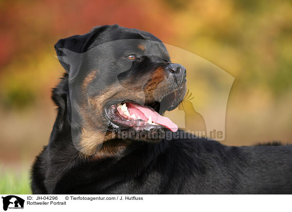 Rottweiler Portrait / Rottweiler Portrait / JH-04296