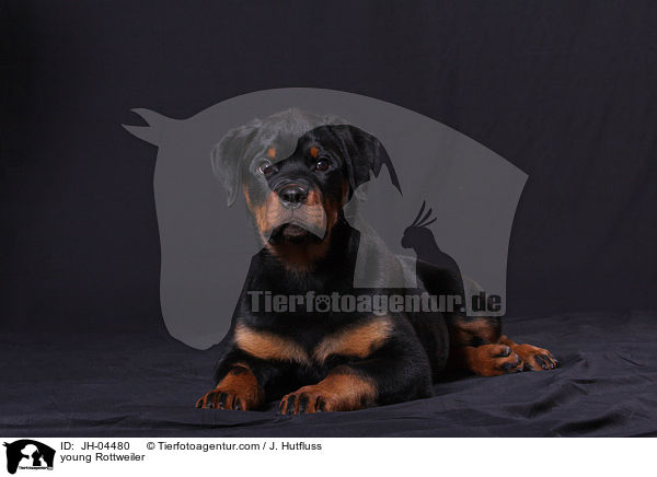 junger Rottweiler / young Rottweiler / JH-04480