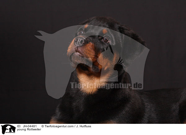 junger Rottweiler / young Rottweiler / JH-04481