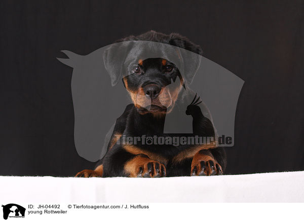 junger Rottweiler / young Rottweiler / JH-04492