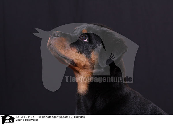 junger Rottweiler / young Rottweiler / JH-04495