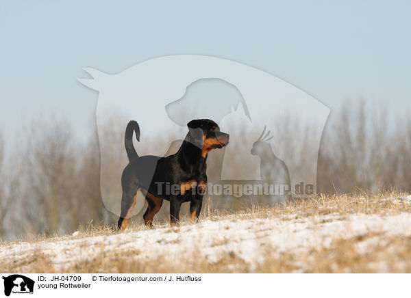 Rottweiler im Winter / young Rottweiler / JH-04709