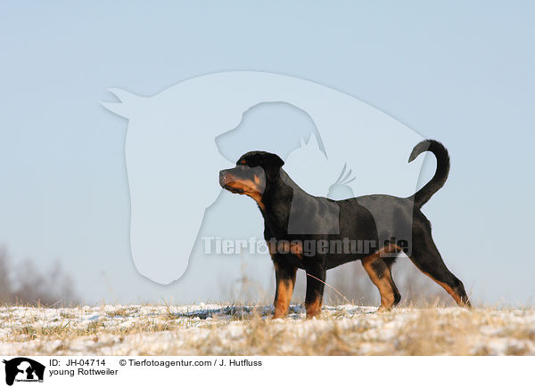 Rottweiler im Winter / young Rottweiler / JH-04714