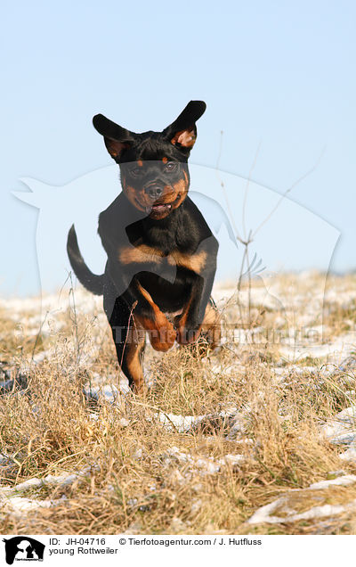 Rottweiler im Winter / young Rottweiler / JH-04716