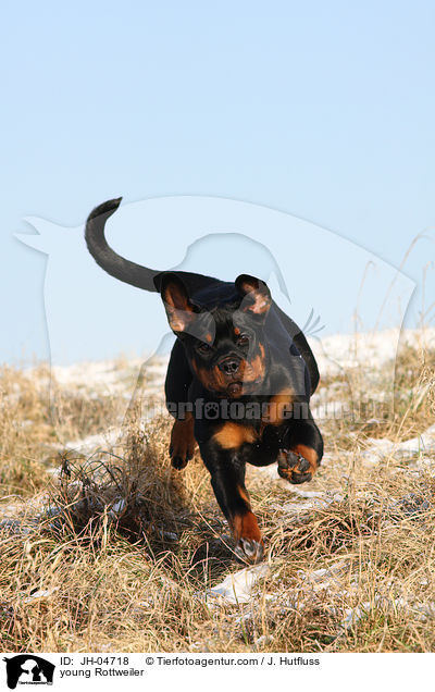 Rottweiler im Winter / young Rottweiler / JH-04718