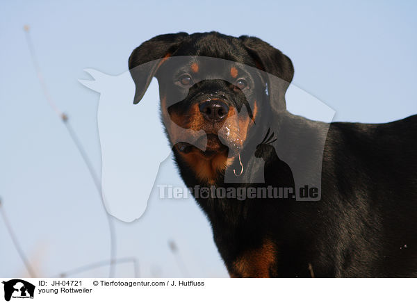 Rottweiler im Winter / young Rottweiler / JH-04721