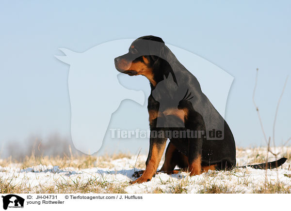 Rottweiler im Winter / young Rottweiler / JH-04731