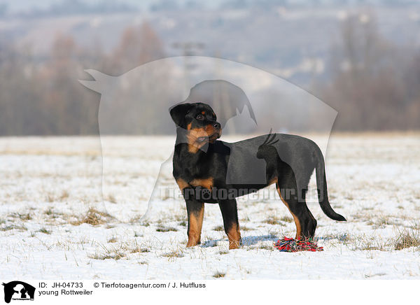 Rottweiler im Winter / young Rottweiler / JH-04733