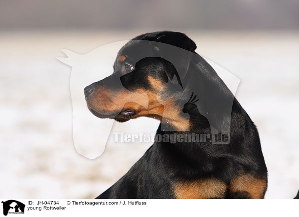 Rottweiler im Winter / young Rottweiler / JH-04734