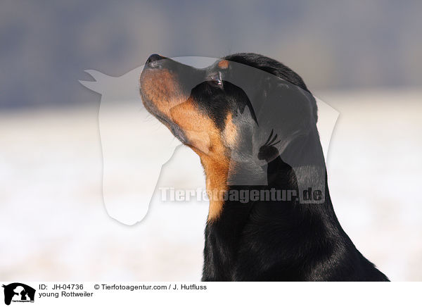 Rottweiler im Winter / young Rottweiler / JH-04736